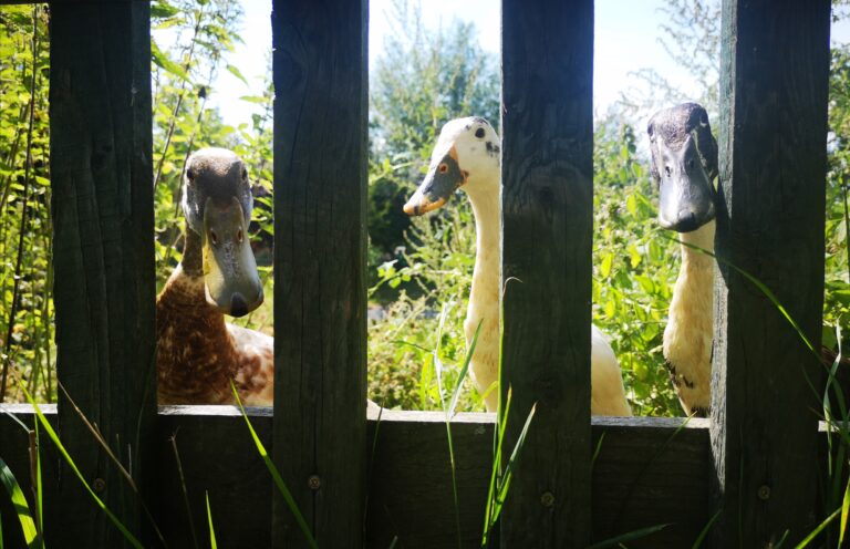 Laufenten am Zaun Kinderund Jugendbauernhof Nickern e.V.