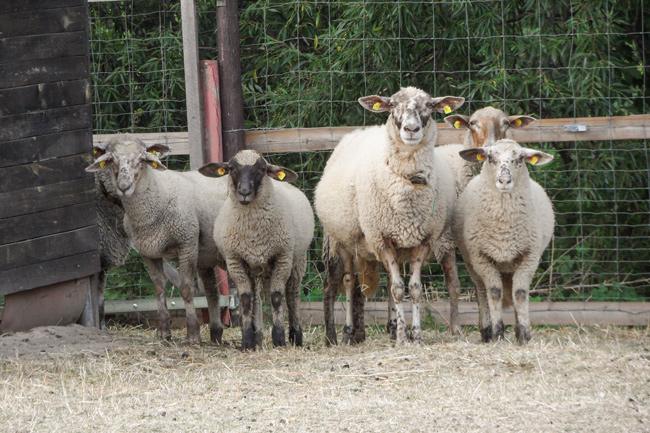 Schafwoche in den Osterferien auf dem KJB Nickern in Dresden | Ferienprogramm für Kinder